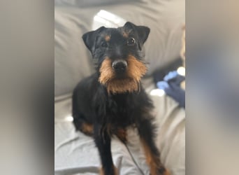 Valeria - kleine Jagdterrier-Mix-Hündin  sucht ihr Glück
