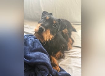 Valeria - kleine Jagdterrier-Mix-Hündin  sucht ihr Glück