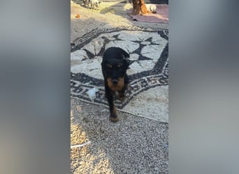 Valeria , kleine Jagdterrier-Mix-Hündin sucht ihr Glück