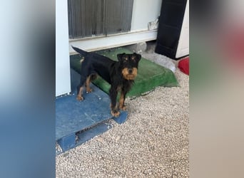 Valeria - kleine Jagdterrier-Mix-Hündin sucht ihr Glück