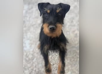 Valeria , kleine Jagdterrier-Mix-Hündin sucht ihr Glück