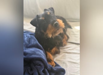 Valeria - kleine Jagdterrier-Mix-Hündin  sucht ihr Glück