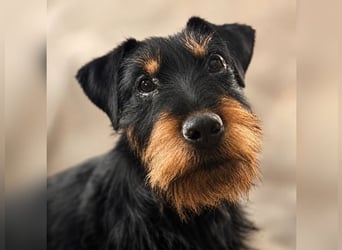 Valeria - kleine Jagdterrier-Mix-Hündin sucht ihr Glück