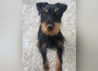 Valeria - kleine Jagdterrier-Hündin  sucht ihr Glück