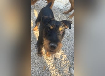Valeria - kleine Jagdterrier-Mix-Hündin sucht ihr Glück