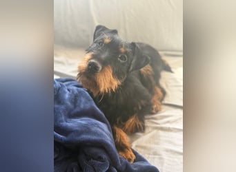 Valeria - kleine Jagdterrier-Mix-Hündin sucht ihr Glück