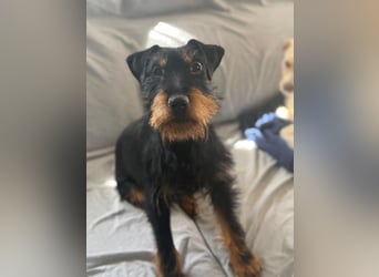 Valeria - kleine Jagdterrier-Mix-Hündin sucht ihr Glück