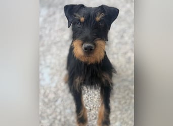 Valeria - kleine Jagdterrier-Mix-Hündin sucht ihr Glück