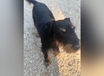 Valeria , kleine Jagdterrier-Mix-Hündin sucht ihr Glück