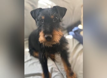 Valeria - kleine Jagdterrier-Mix-Hündin sucht ihr Glück