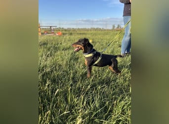 Masni PP – selbstbewusste Jagdterrier-Hündin sucht erfahrenes Zuhause 