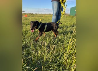 Masni PP – selbstbewusste Jagdterrier-Hündin sucht erfahrenes Zuhause 