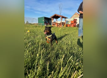 Masni PP – selbstbewusste Jagdterrier-Hündin sucht erfahrenes Zuhause 