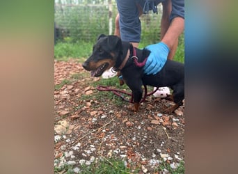 Masni, ambitioniertes Jagdterrier Mädchen geb. 2022