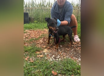 Masni, ambitioniertes Jagdterrier Mädchen geb. 2022