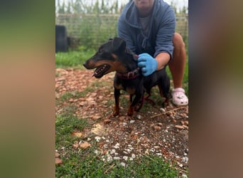 Masni, ambitioniertes Jagdterrier Mädchen geb. 2022