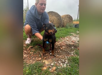 Masni, ambitioniertes Jagdterrier Mädchen geb. 2022