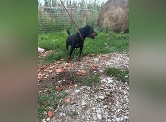 Masni, ambitioniertes Jagdterrier Mädchen geb. 2022