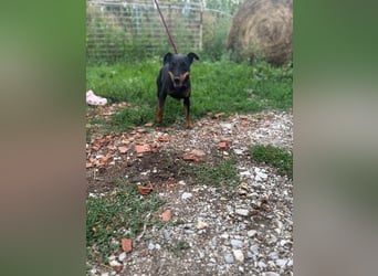 Masni, ambitioniertes Jagdterrier Mädchen geb. 2022