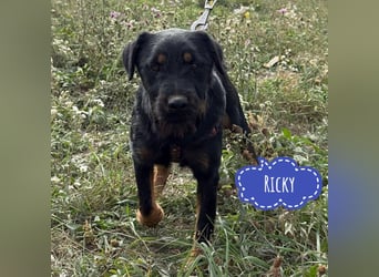 Ricky ein unglücklicher Engelchen