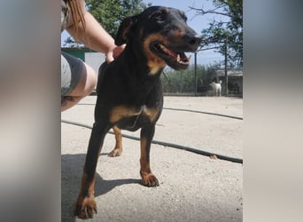 Zlatka eine Kämpferin