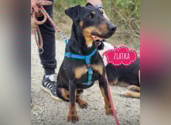 Zlatka eine Kämpferin