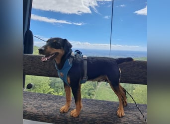 Riki - ein trauriges Schicksal