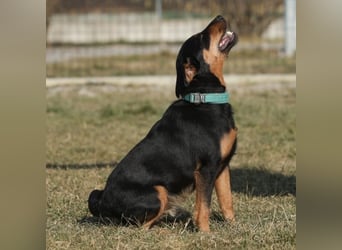 Riki - ein trauriges Schicksal