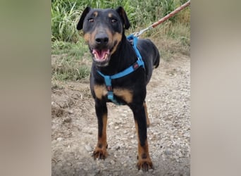 Zlatka eine Kämpferin