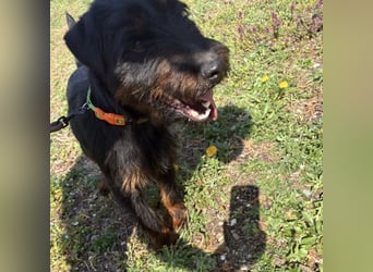 Dora ein kleiner Wirbelwind