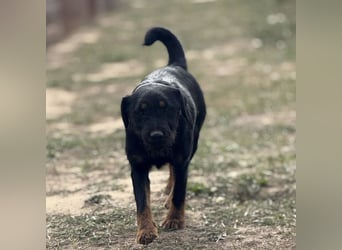Ricky ein unglücklicher Engelchen