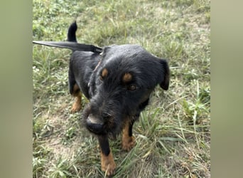 Ricky ein unglücklicher Engelchen