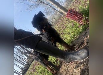 Dora ein kleiner Wirbelwind