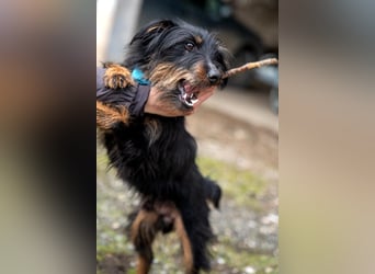 Andelko ein verschmuster Herzensbrecher