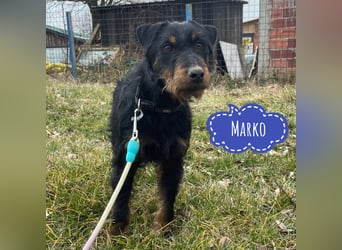 Marko ein kleiner Jagdterrier