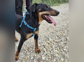 Zlatka eine Kämpferin