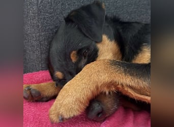 Riki - ein trauriges Schicksal