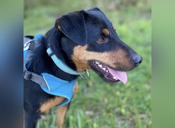 Riki - ein trauriges Schicksal