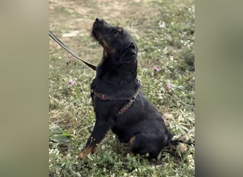 Ricky ein unglücklicher Engelchen