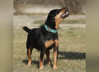 Riki - ein trauriges Schicksal