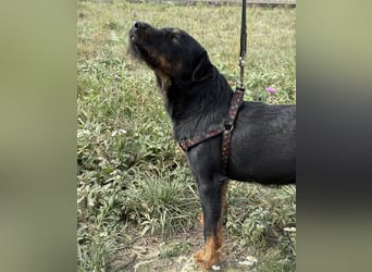 Ricky ein unglücklicher Engelchen