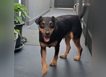 Riki - ein trauriges Schicksal