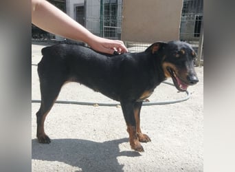 Zlatka eine Kämpferin