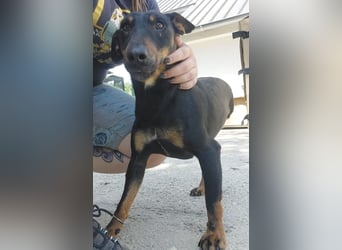 Zlatka eine Kämpferin