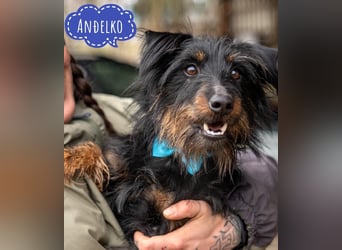 Andelko ein verschmuster Herzensbrecher