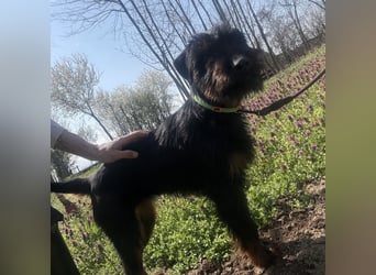 Dora ein kleiner Wirbelwind