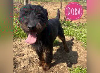 Dora ein kleiner Wirbelwind