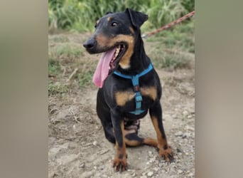 Zlatka eine Kämpferin