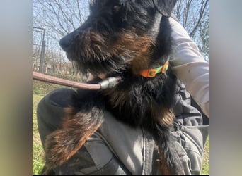 Dora ein kleiner Wirbelwind