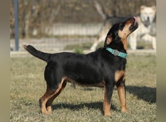 Riki - ein trauriges Schicksal